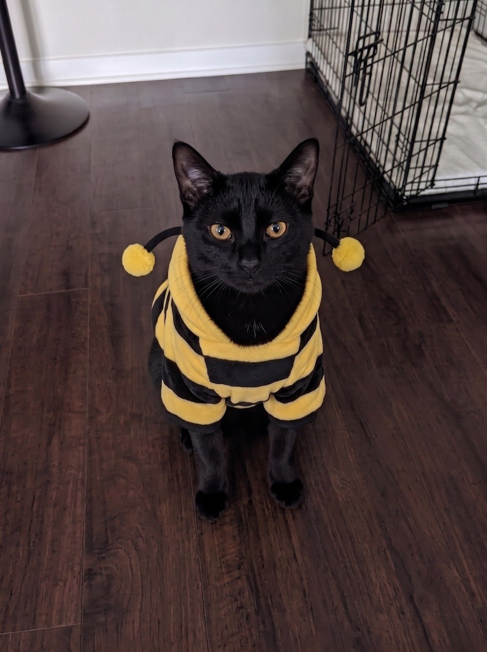Black cat in bee costume