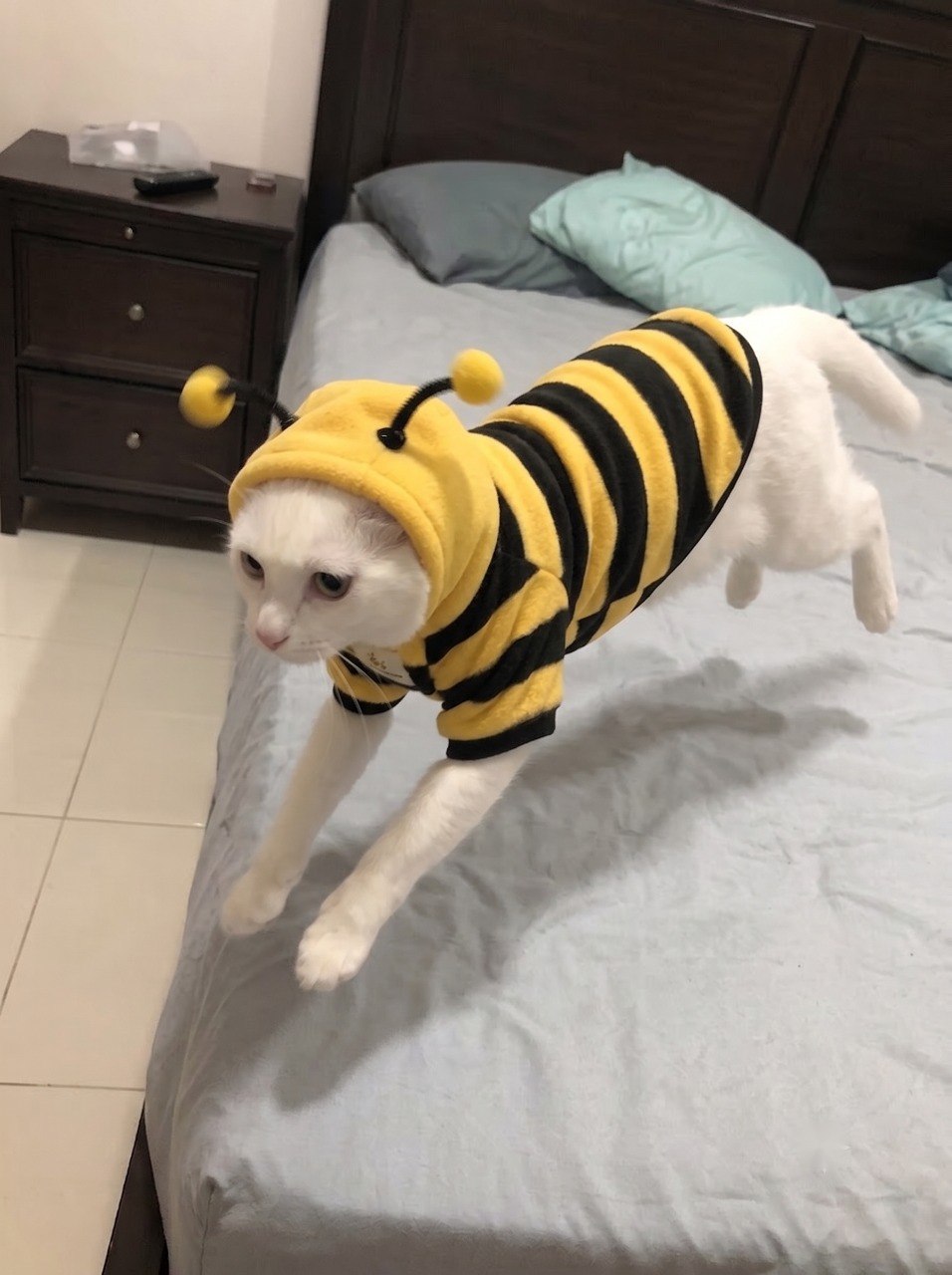 White cat moving on bed