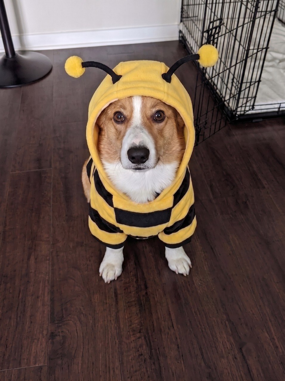 Corgi in bee costume