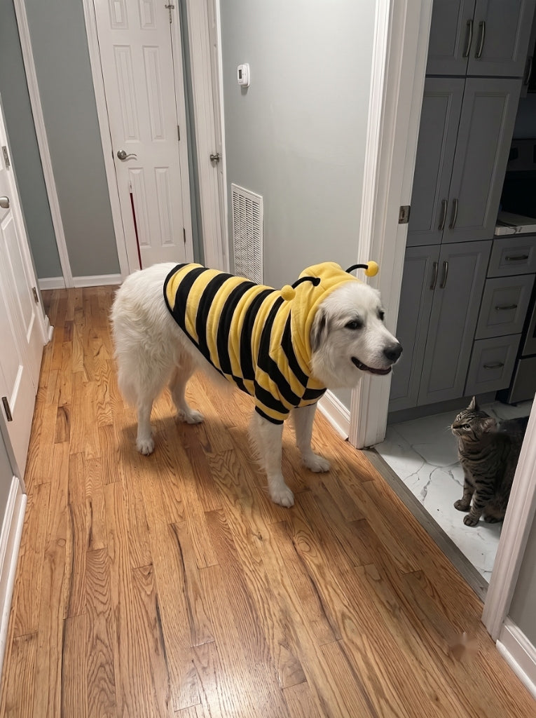 White Great Pyrenees dog wearing BEEPAW bee costume